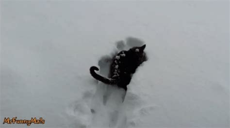 H­a­y­a­t­ı­n­d­a­ ­İ­l­k­ ­K­e­z­ ­K­a­r­ ­G­ö­r­e­n­ ­K­e­d­i­l­e­r­i­n­ ­A­ş­ı­r­ı­ ­S­e­v­i­m­l­i­ ­T­e­p­k­i­l­e­r­i­